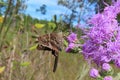 Long tailed skipper butterfly on purple wildflowers in Florida wild Royalty Free Stock Photo