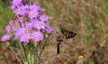 Long tailed skipper butterfly on purple wildflowers in Florida wild Royalty Free Stock Photo