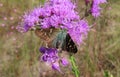 Long tailed skipper butterfly on purple wildflowers in Florida wild Royalty Free Stock Photo