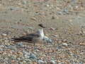 Long-tailed Skua