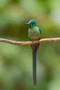 Long-tailed Sylph - Aglaiocercus kingi Royalty Free Stock Photo