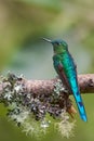 Long-tailed Sylph - Aglaiocercus kingi Royalty Free Stock Photo