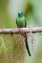 Long-tailed Sylph - Aglaiocercus kingi Royalty Free Stock Photo