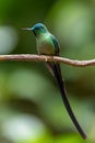 Long-tailed Sylph - Aglaiocercus kingi Royalty Free Stock Photo