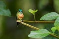 Long-tailed Sylph - Aglaiocercus kingi Royalty Free Stock Photo