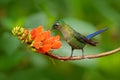 Long-tailed Sylph, Aglaiocercus kingi, rare hummingbird from Peru, green-blue bird flying next to beautiful orange flower, action Royalty Free Stock Photo