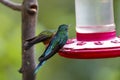 Long-tailed sylph (Aglaiocercus kingii) and Buff-tailed coronet perched on a red sugar feede