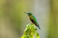 Long-tailed sylph (Aglaiocercus kingii) female. Quindio Department. Wildlife and birdwatching in Colombia