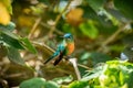 Long-tailed sylph (Aglaiocercus kingii) female. Quindio Department. Wildlife and birdwatching in Colombia