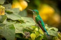 Long-tailed sylph (Aglaiocercus kingii) female. Quindio Department. Wildlife and birdwatching in Colombia