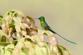 Long-tailed Sylph eating nectar from beautiful flower in Ecuador. Bird sucking nectar from bloom. Wildlife scene from tropical Royalty Free Stock Photo