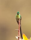 The Long-tailed Sylph Hummingbird