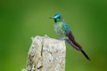 Long-tailed Sylph, hummingbird with long blue tail in the nature habitat, Colombia. Wildlife scene from tropic nature. Green bird