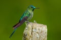 Long-tailed Sylph, hummingbird with long blue tail in the nature habitat, Ecuador. Exotic bird with long tail. Green and blue bird