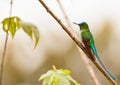 Long-tailed Sylph on twig