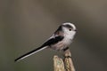 Long-tailed tit Royalty Free Stock Photo