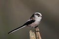 Long-tailed tit