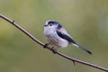 Long Tailed Tit (Aegithalos caudatus)