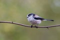 Long Tailed Tit (Aegithalos caudatus) Royalty Free Stock Photo