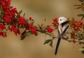 Long Tailed Tit - Aegithalos caudatus