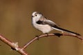 Long tailed tit, Aegithalos caudatus Royalty Free Stock Photo