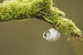 Long Tailed Tit (Aegithalos caudatus) hanging from a log