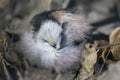 Long-tailed tit Aegithalos caudatus hiding