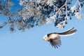 Long-tailed tit Aegithalos caudatus Royalty Free Stock Photo