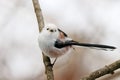 Long-tailed tit aegithalos caudatus