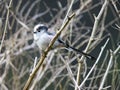 Long tailed tit looking into camera lens