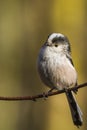 Long Tailed Tit (Aegithalos caudatus)