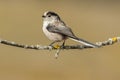 Long-tailed tit, (Aegithalos caudatus)