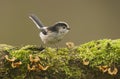 Long Tailed Tit (Aegithalos caudatus) perched on log