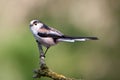 Long-Tailed Tit