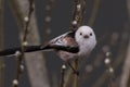 Long-tailed tit Aegithalos caudatus