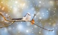 Long-tailed tit aegithalos caudatus sitting on branch of tree. Cute little fluffy bird in wildlife Royalty Free Stock Photo