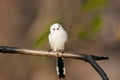 Long-tailed tit aegithalos caudatus