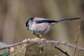 Long-tailed tit. Aegithalos caudatus. Royalty Free Stock Photo