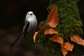 Long Tailed Tit, Aegithalos caudatus in Sweden