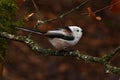 Long Tailed Tit, Aegithalos caudatus in Sweden