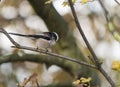 Long Tailed Tit in Autumn Royalty Free Stock Photo