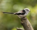 Long Tailed Tit