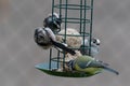 3 long tailed tit and a blue tit feeding from a fat ball feeder