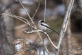 Long - tailed tit on a branch Royalty Free Stock Photo