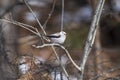 Long - tailed tit on a branch Royalty Free Stock Photo
