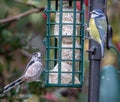 Long-tailed tit and a Eurasian blue tit eating from a manger