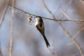 A long-tailed tit gathering materials for nest building Royalty Free Stock Photo