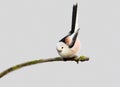 Long tailed tit with a joyfully uptight tail isolated on grey blurred background.