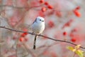 Long-tailed tit or long-tailed bushtit Aegithalos caudatus sits on a branch