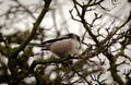 Long tailed tit looking away from the camera